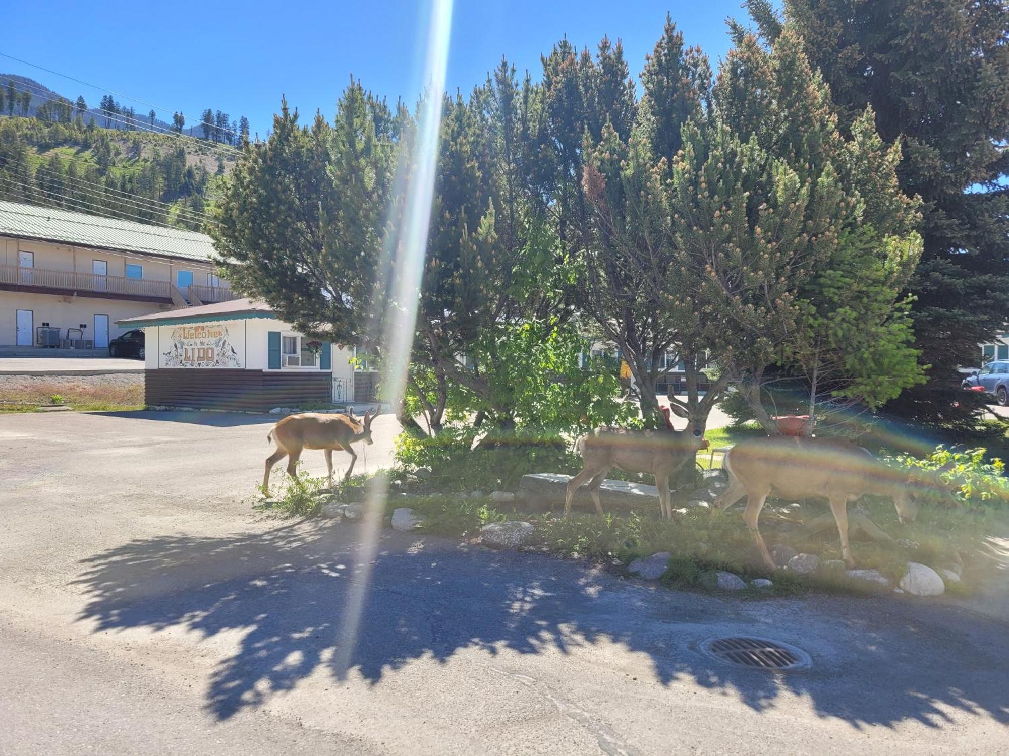 Lido Motel Radium Hot Springs Exteriör bild